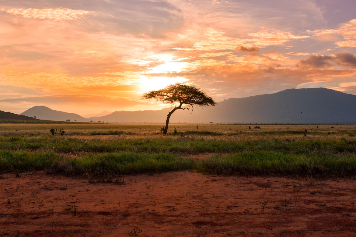 Auf Safari in Afrika: Tipps für eine nachhaltige und erlebnisreiche Reise